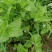 野生薄荷