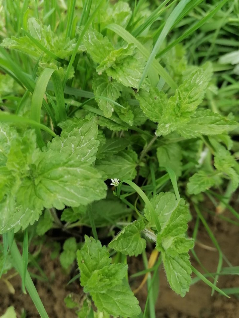野生薄荷
