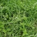 野生薄荷