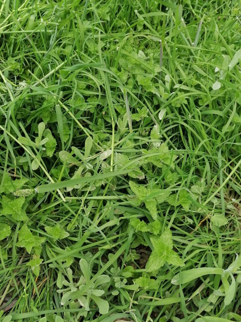 野生薄荷