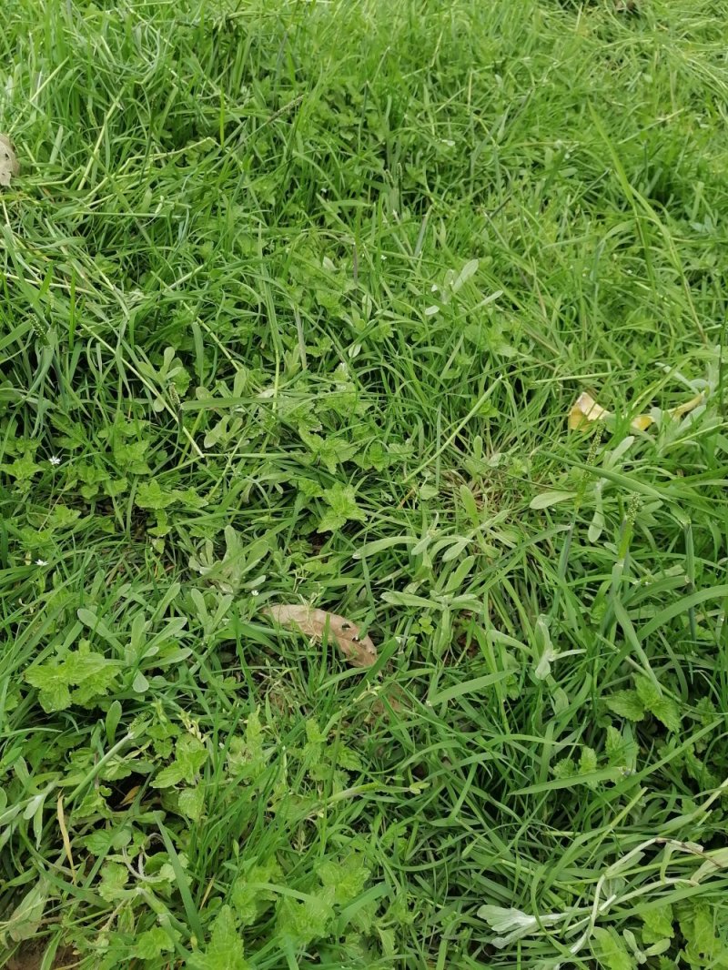 野生薄荷