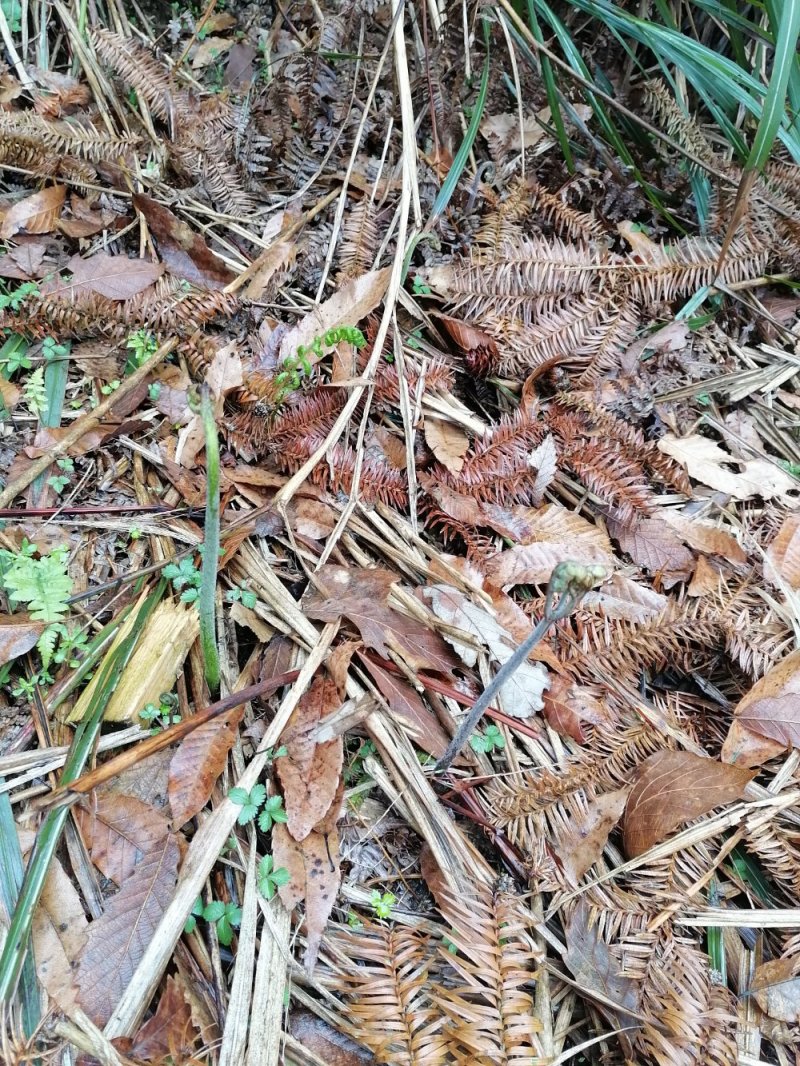 野生蕨苔