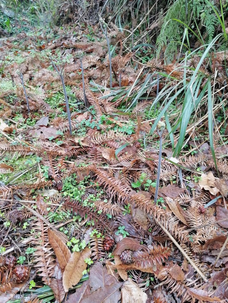 野生蕨苔
