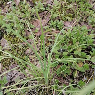 野蒜小根葱