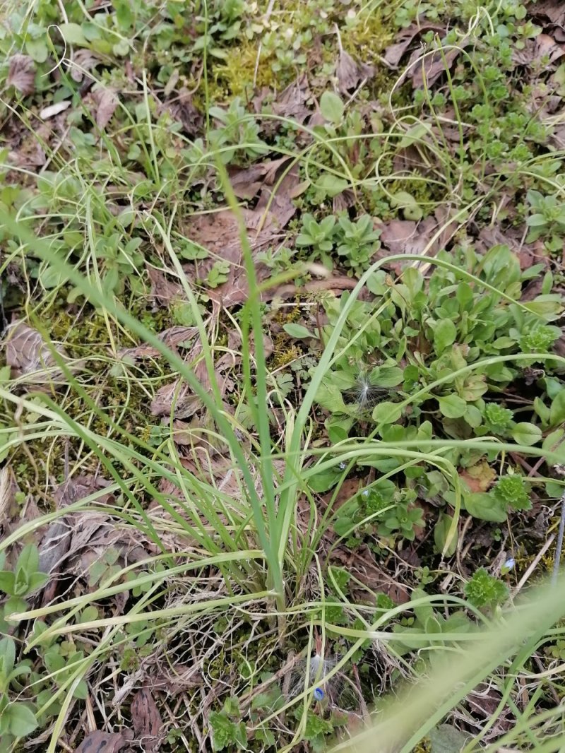 野蒜小根葱