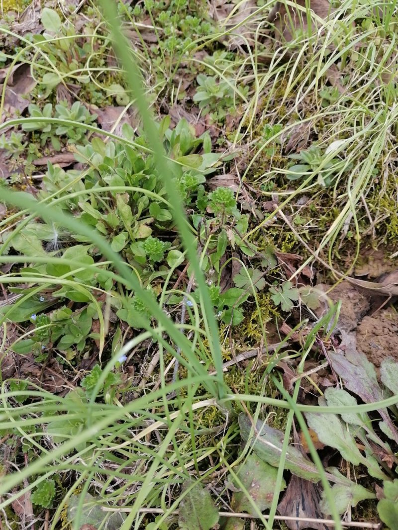 野蒜小根葱