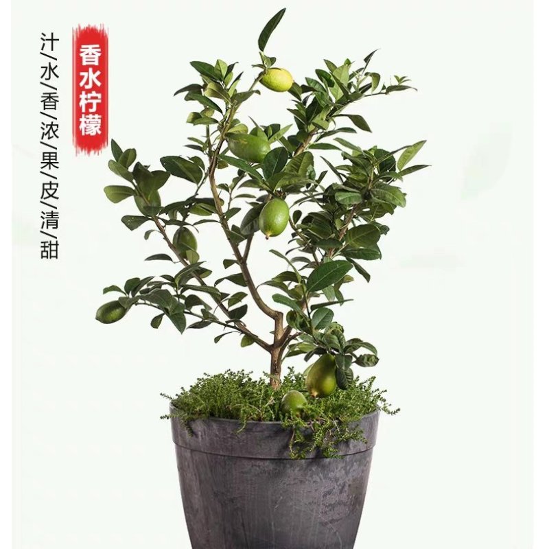 台湾香水柠檬嫁接营养杯种苗