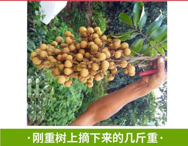 四季龙眼嫁接种苗，石碣龙眼嫁接种苗
