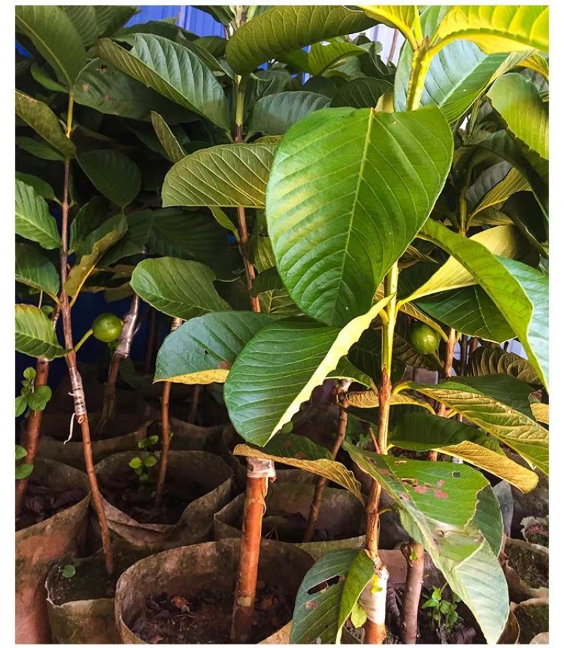 红宝石无籽芭乐，帝王芭乐（白肉）嫁接小苗