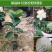 红宝石无籽芭乐，帝王芭乐（白肉）嫁接小苗