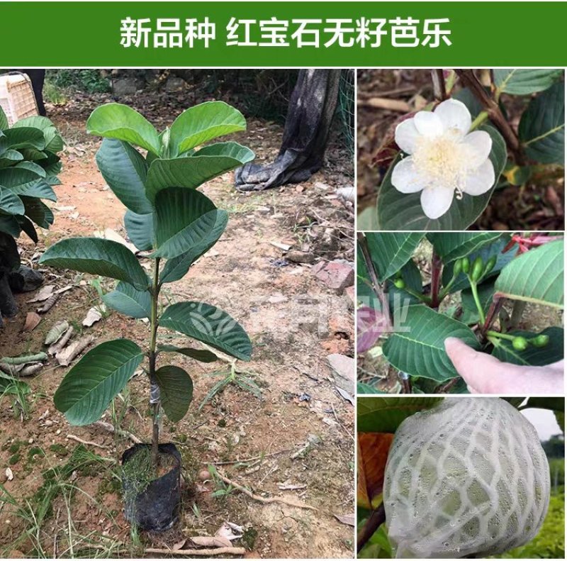 红宝石无籽芭乐，帝王芭乐（白肉）嫁接小苗