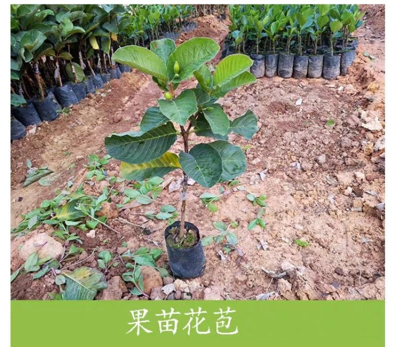红宝石无籽芭乐，帝王芭乐（白肉）嫁接小苗