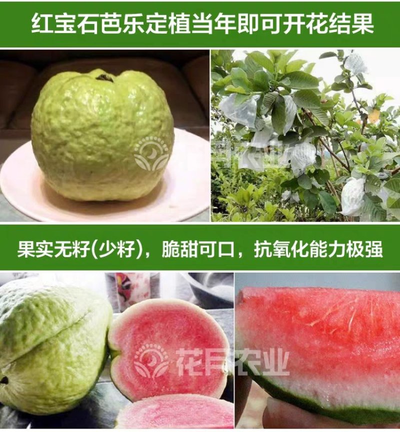 红宝石无籽芭乐，帝王芭乐（白肉）嫁接小苗