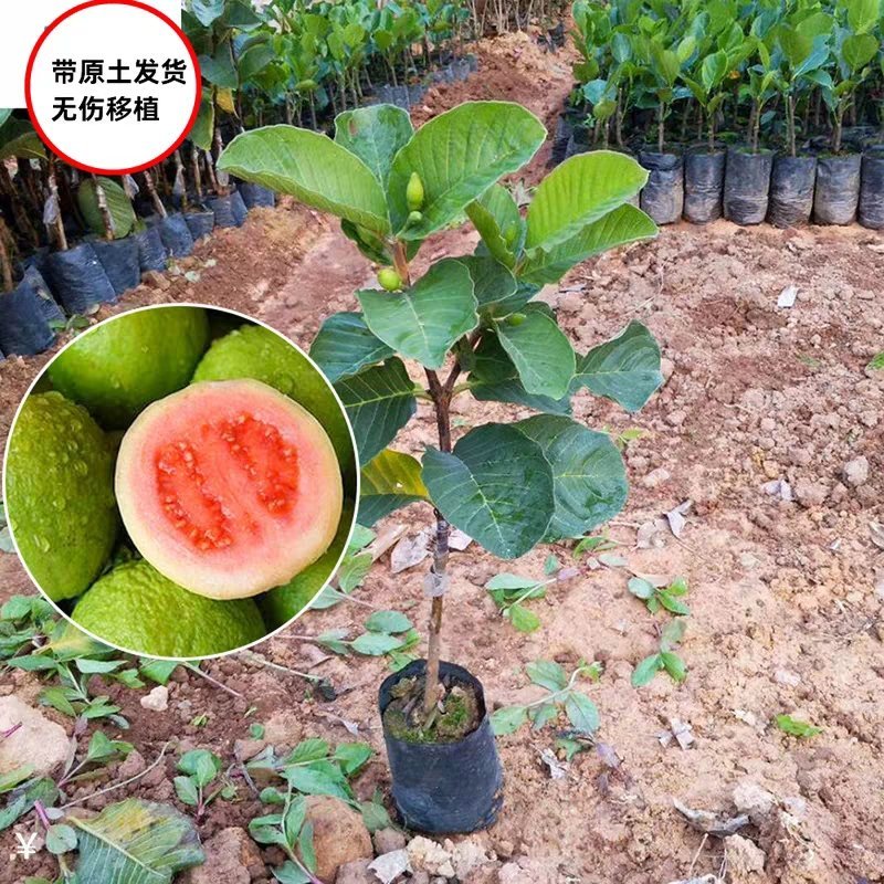 红宝石无籽芭乐，帝王芭乐（白肉）嫁接小苗