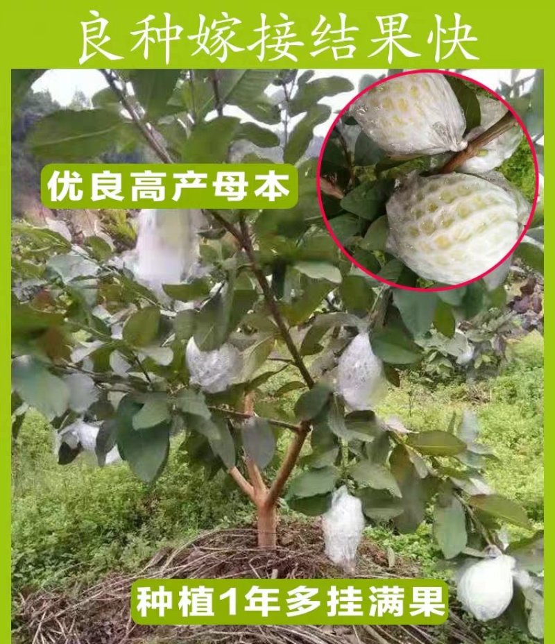 红心芭乐，四季珍珠芭乐，帝王芭乐红宝石嫁接小杯种苗