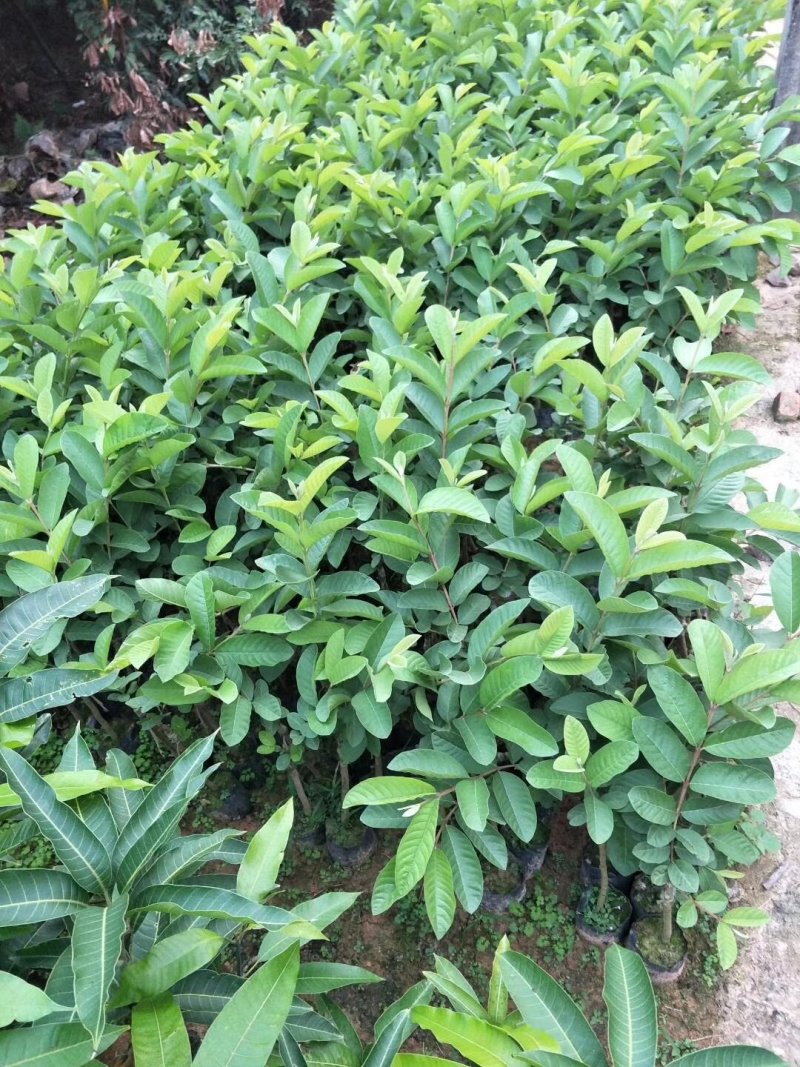 红心芭乐，四季珍珠芭乐，帝王芭乐红宝石嫁接小杯种苗