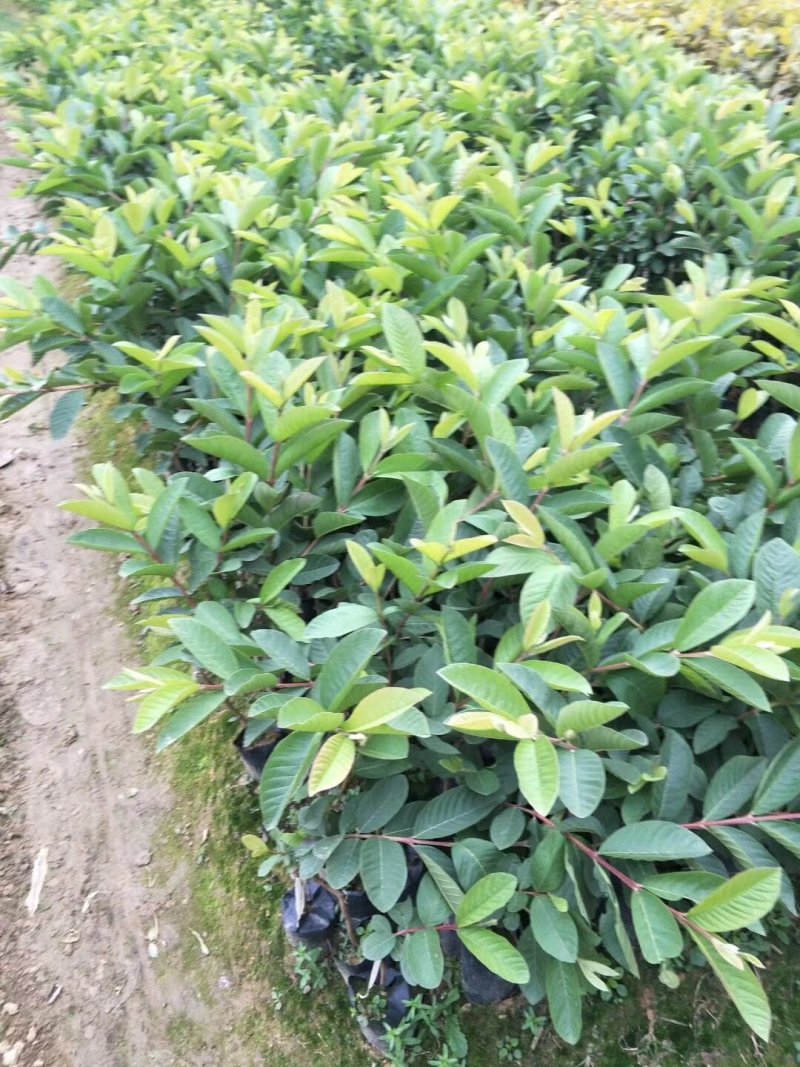 红心芭乐，四季珍珠芭乐，帝王芭乐红宝石嫁接小杯种苗