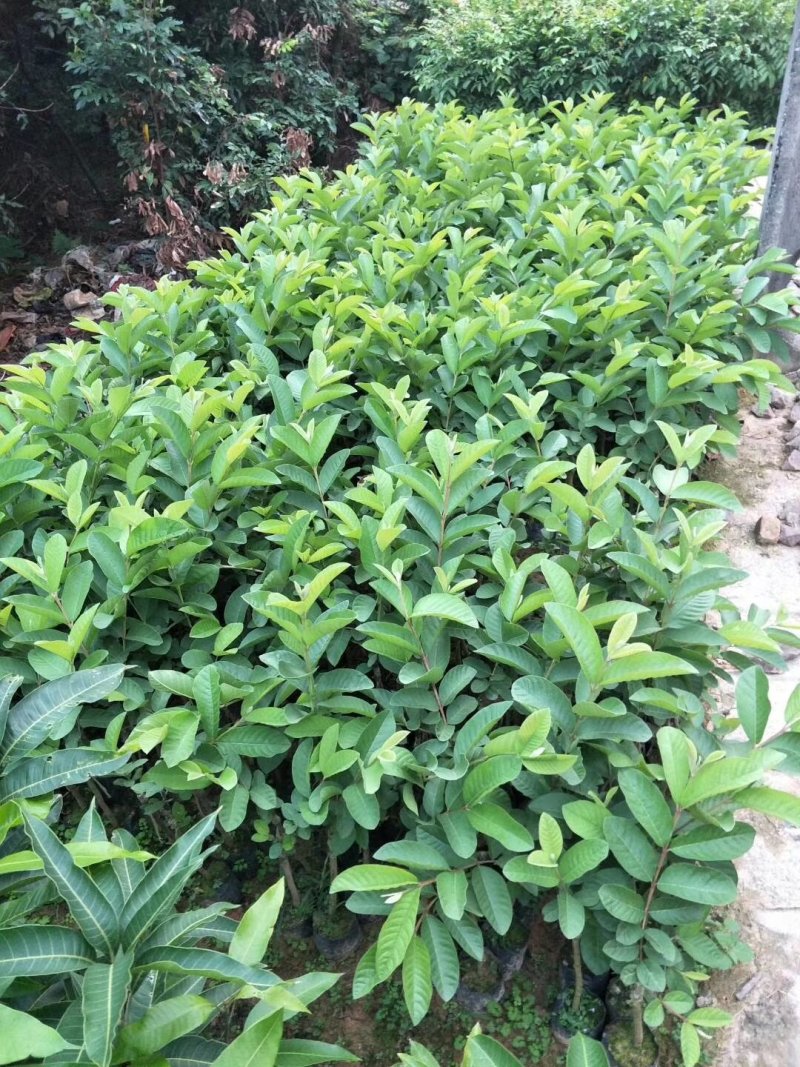 红心芭乐，四季珍珠芭乐，帝王芭乐红宝石嫁接小杯种苗