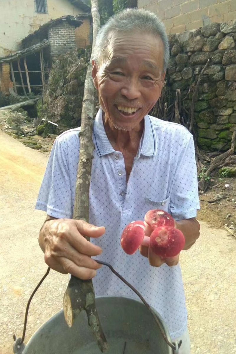 【一件代发】神农架精选红菇干货，农家美味红蘑菇，一手货源
