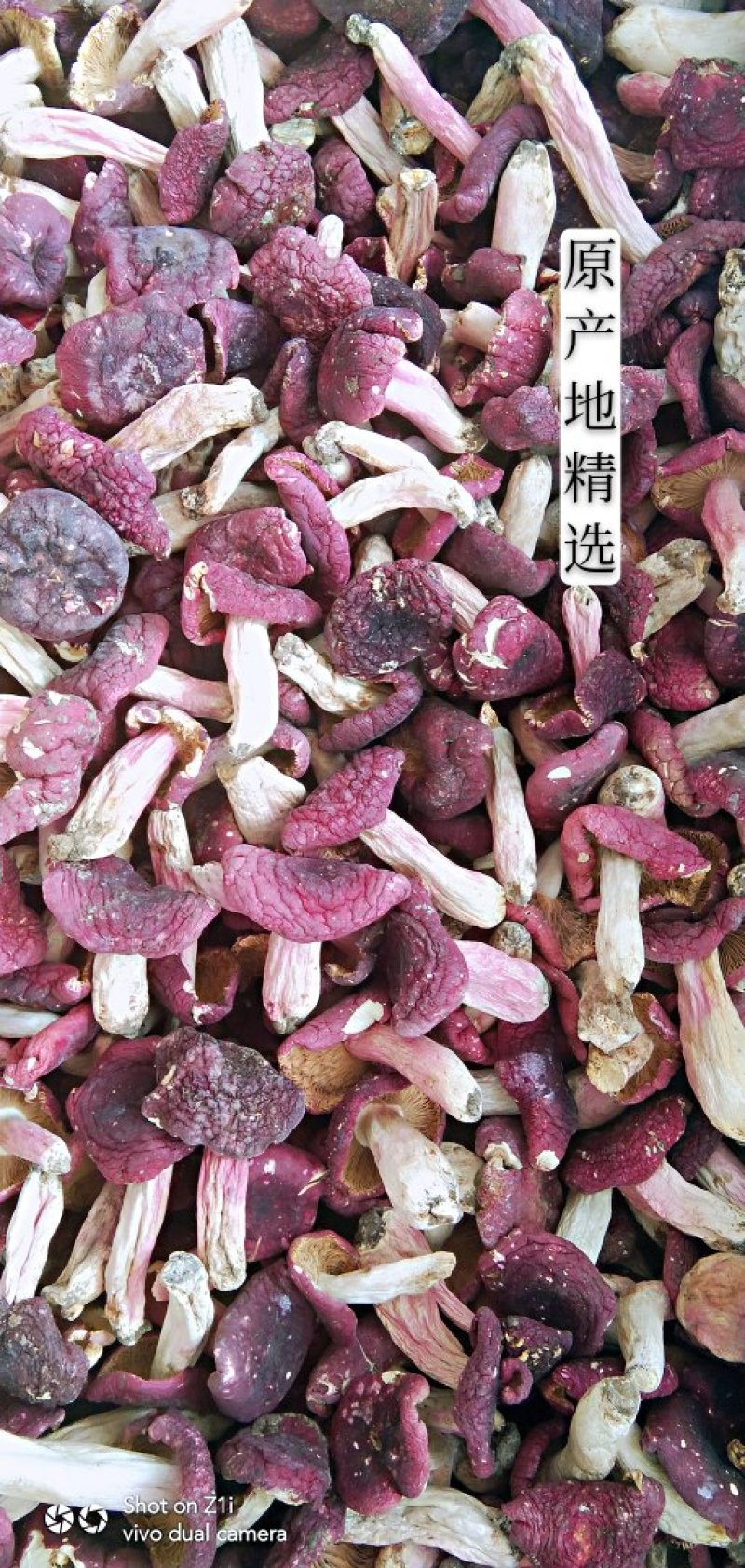 【一件代发】神农架精选红菇干货，农家美味红蘑菇，一手货源