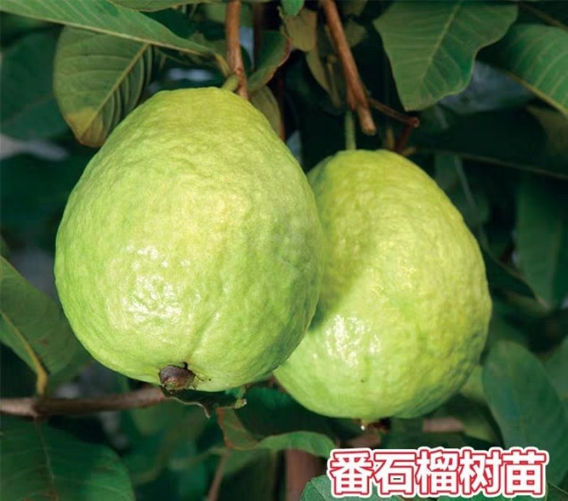红心芭乐，四季珍珠芭乐，帝王芭乐红宝石嫁接小杯种苗