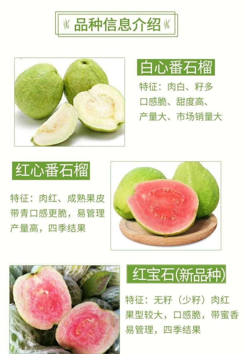 红心芭乐，四季珍珠芭乐，帝王芭乐红宝石嫁接小杯种苗