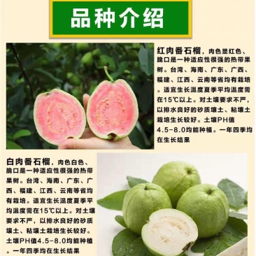红心芭乐，四季珍珠芭乐，帝王芭乐红宝石嫁接小杯种苗