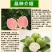 红心芭乐，四季珍珠芭乐，帝王芭乐红宝石嫁接小杯种苗