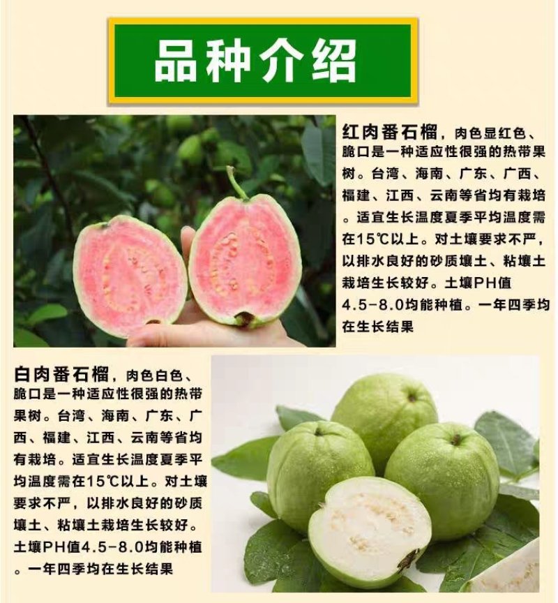 红心芭乐，四季珍珠芭乐，帝王芭乐红宝石嫁接小杯种苗