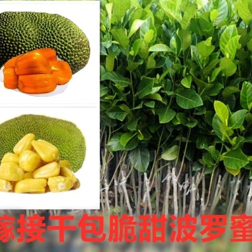 菠萝蜜马来西亚8号，泰5，泰8红肉菠萝蜜种苗，