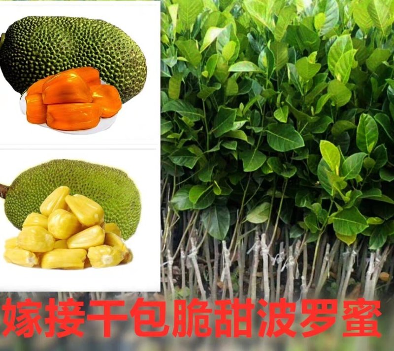菠萝蜜马来西亚8号，泰5，泰8红肉菠萝蜜种苗，