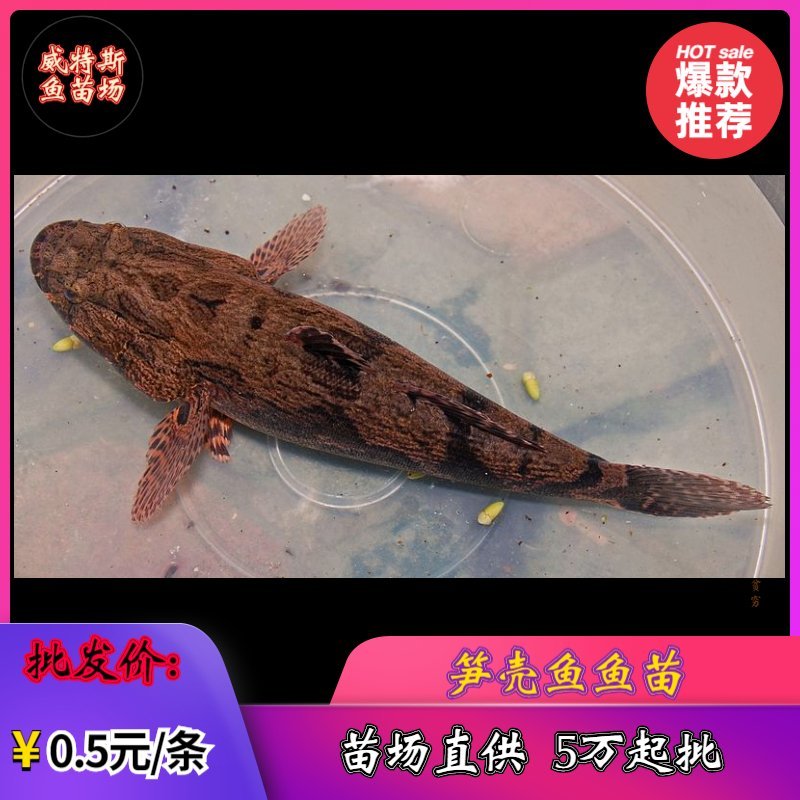 笋壳鱼苗杂交笋壳鱼苗泰国笋壳鱼苗澳洲笋壳鱼苗