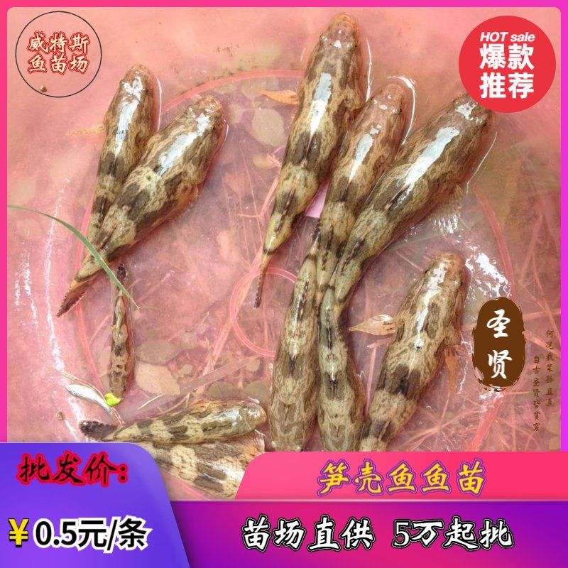 笋壳鱼苗杂交笋壳鱼苗泰国笋壳鱼苗澳洲笋壳鱼苗