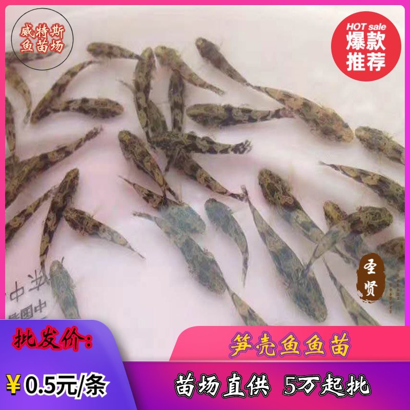 笋壳鱼苗杂交笋壳鱼苗泰国笋壳鱼苗澳洲笋壳鱼苗