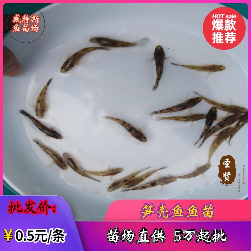 笋壳鱼苗杂交笋壳鱼苗泰国笋壳鱼苗澳洲笋壳鱼苗