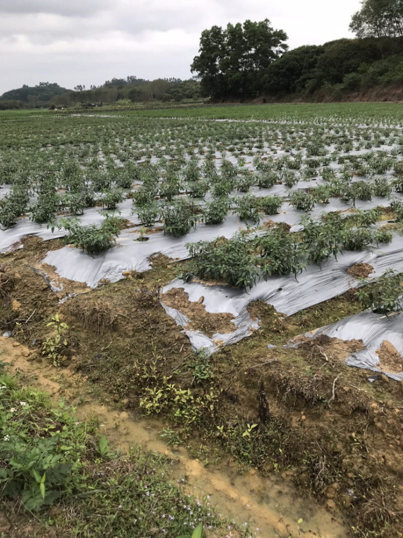 朝天椒小米辣5~10厘米特辣红
