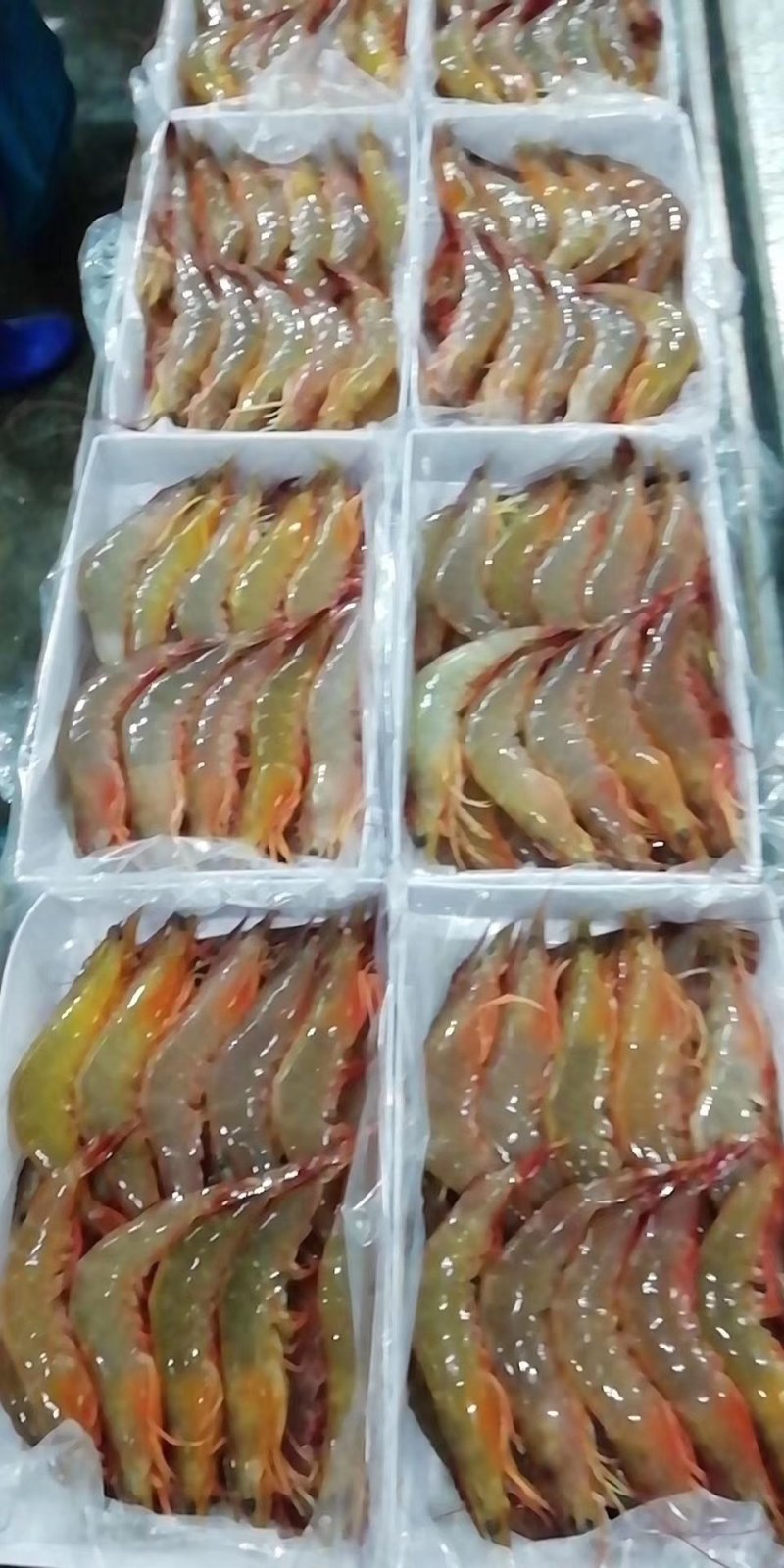 天然明虾酒店饭馆空运供应商