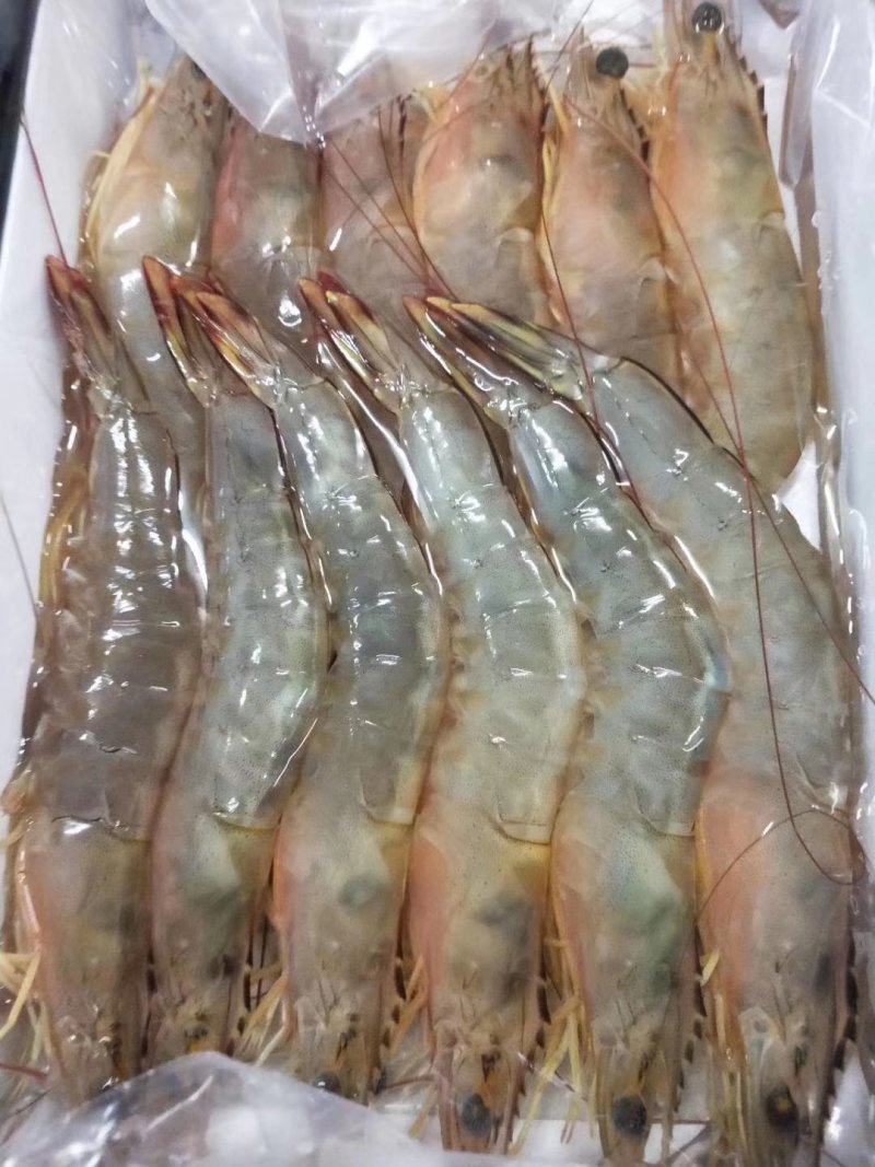 天然明虾酒店饭馆空运供应商