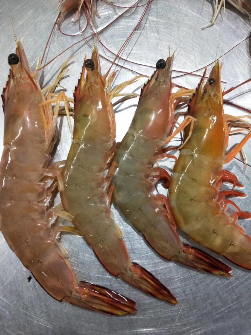 天然明虾酒店饭馆空运供应商