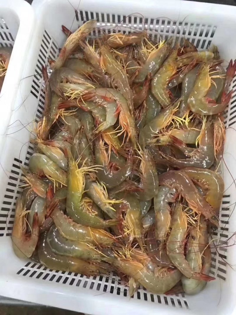 天然明虾酒店饭馆空运供应商