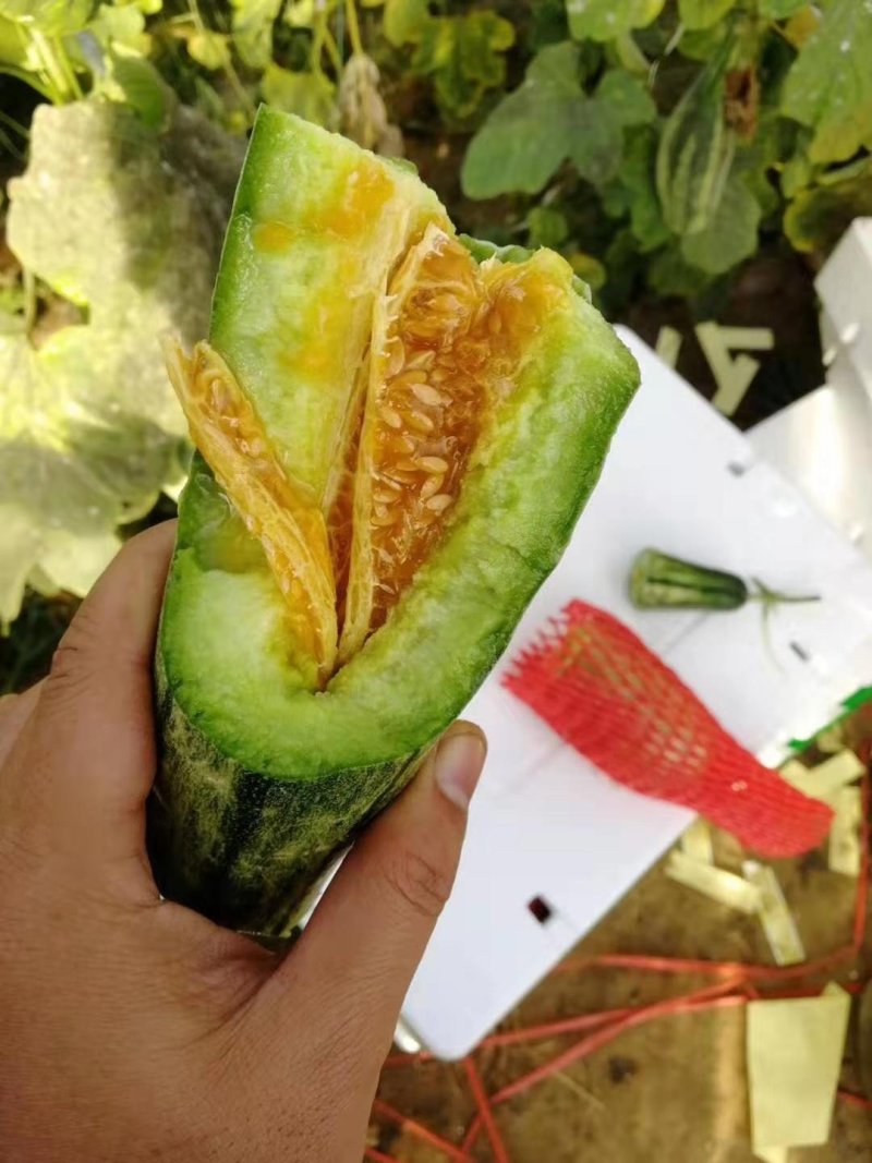 羊角蜜甜瓜网红香瓜嘎嘎嘎的甜口感很好甜度大