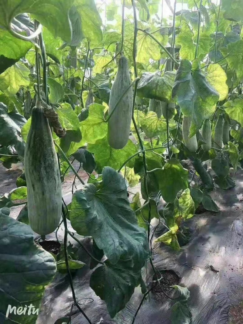 羊角蜜甜瓜网红香瓜嘎嘎嘎的甜口感很好甜度大