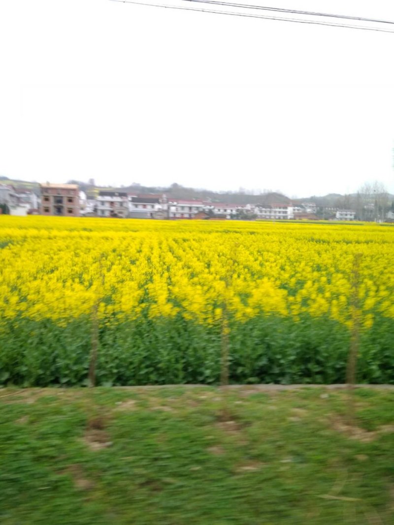脱脂菜籽油纯正莱籽油好油来自好材料
