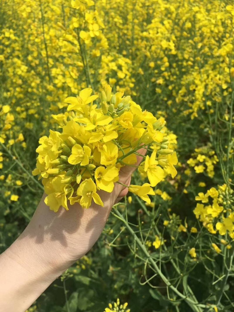 脱脂菜籽油纯正莱籽油好油来自好材料