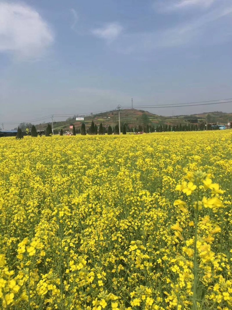 脱脂菜籽油纯正莱籽油好油来自好材料