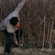 苹果苗寒富苹果苗富士系列苹果苗纯度保证成活率高