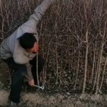 苹果苗寒富苹果苗富士系列苹果苗纯度保证成活率高