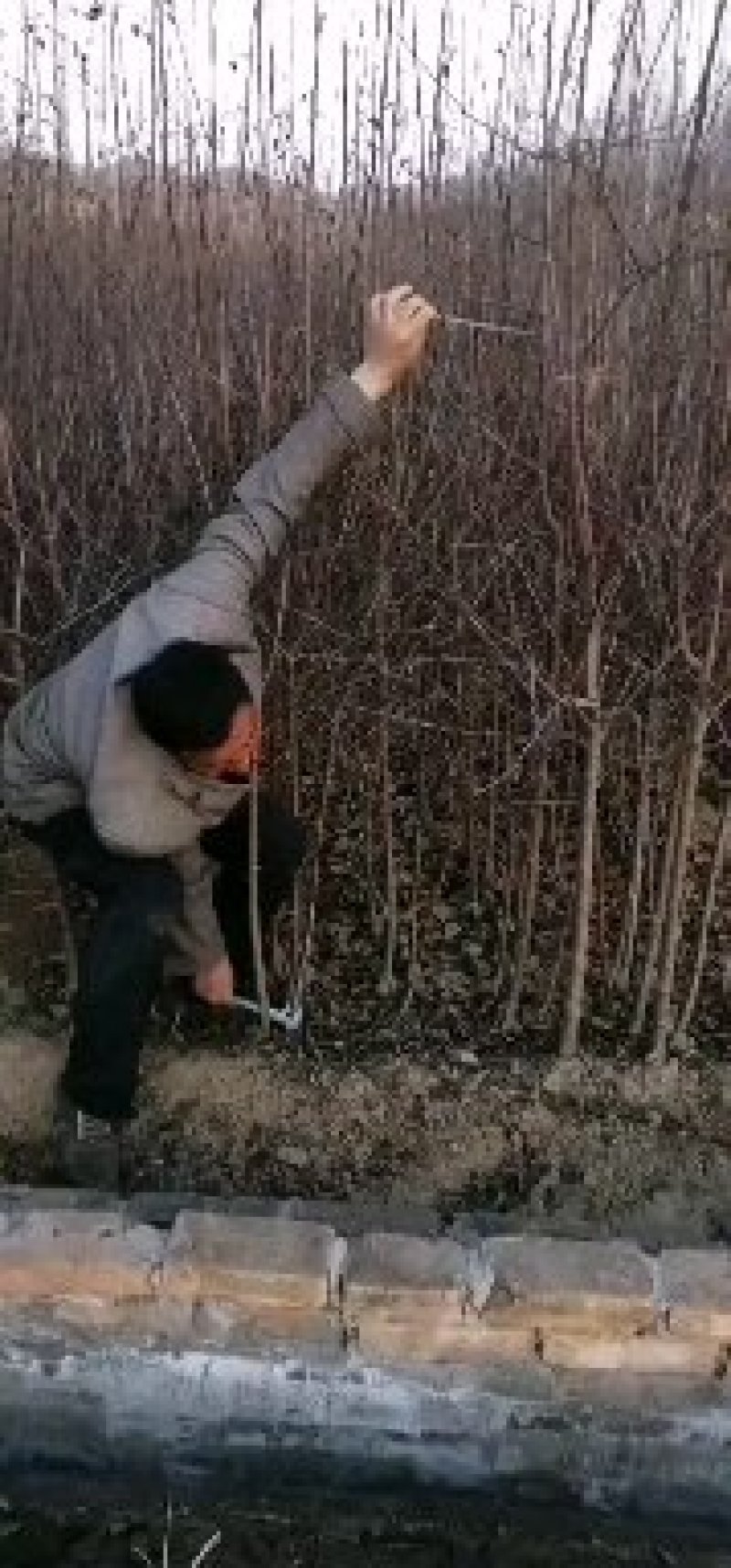 苹果苗寒富苹果苗富士系列苹果苗纯度保证成活率高