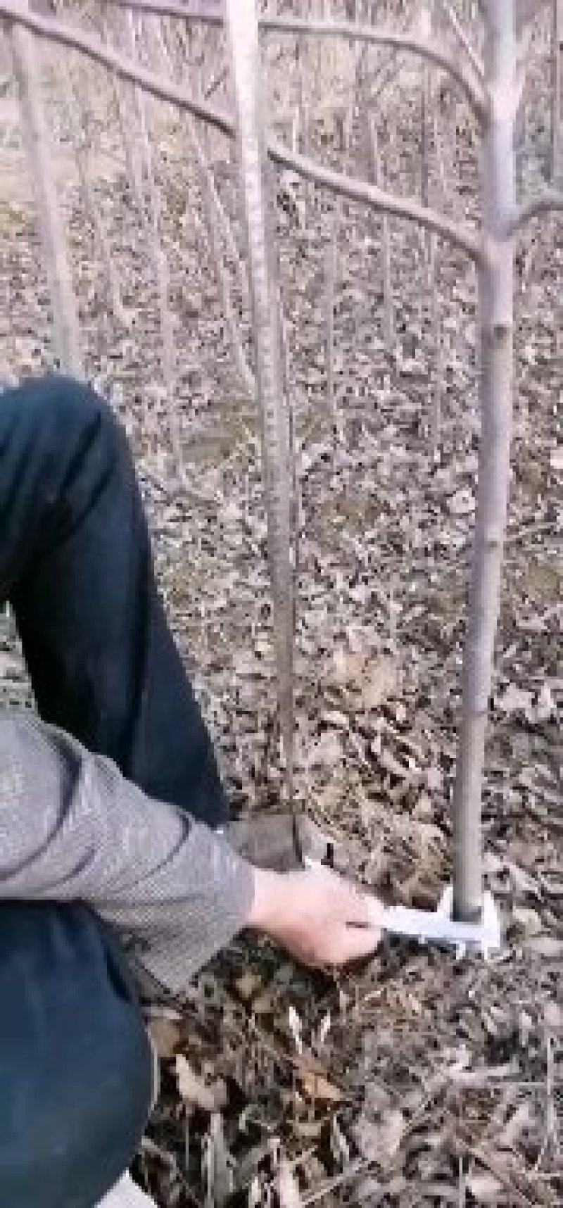 苹果苗寒富苹果苗富士系列苹果苗纯度保证成活率高