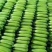 精品油绿西葫，产地直供，一手货源，质量超好，长期供应。